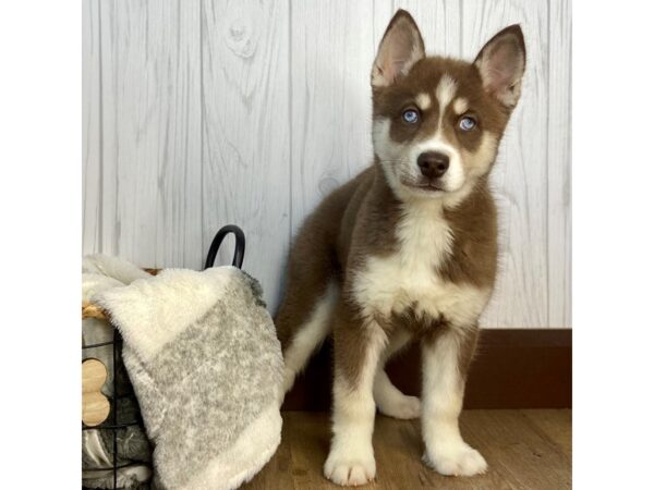 Siberian Husky DOG Female 1320 Petland Eastgate, Ohio