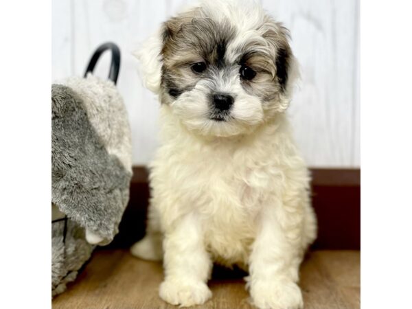 Teddy Bear DOG Female White / Brown 1341 Petland Eastgate, Ohio