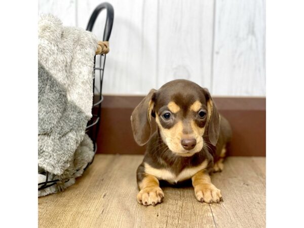 Dachshund DOG Female Chocolate / Tan 1339 Petland Eastgate, Ohio