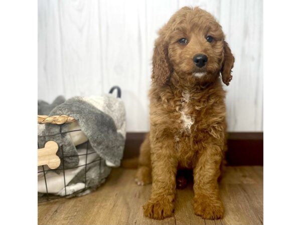 Goldendoodle DOG Male 1336 Petland Eastgate, Ohio