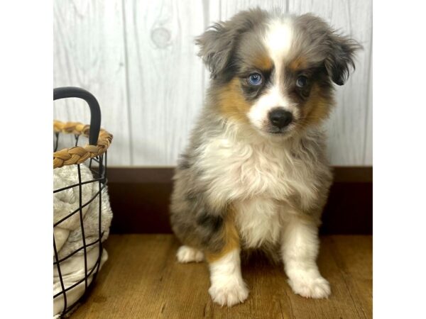 Miniature Australian Shepherd DOG Male BLUE MERLE 1344 Petland Eastgate, Ohio