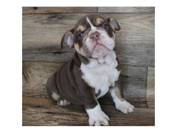 Bulldog DOG Female Chocolate 1366 Petland Eastgate, Ohio