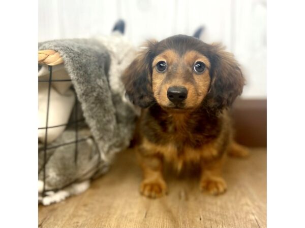 Dachshund DOG Male BROWN 1345 Petland Eastgate, Ohio