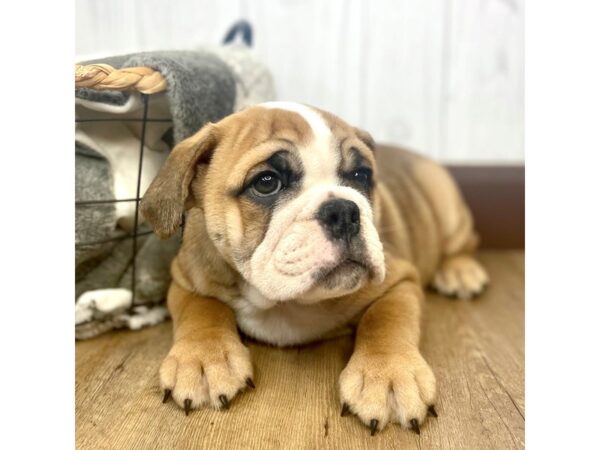 Bulldog DOG Female Red 1358 Petland Eastgate, Ohio