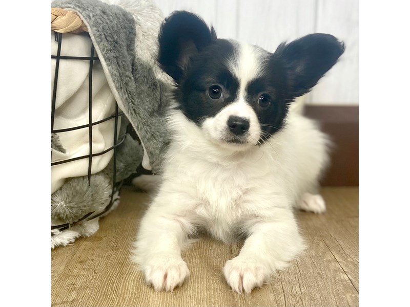 Papillon Puppy Black / White ID:1360 Located at Petland Eastgate, Ohio