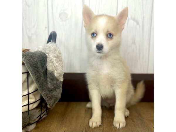 Pomsky DOG Female Cream 1364 Petland Eastgate, Ohio