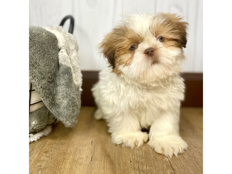 Shih Tzu Puppy Gold / White ID:1391 Located at Petland Eastgate, Ohio