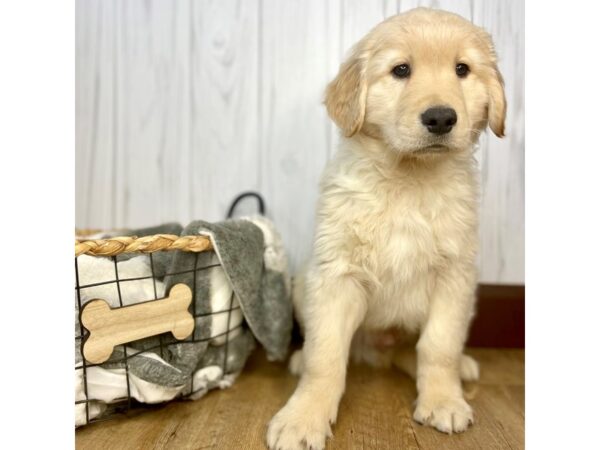 Golden Retriever DOG Male Light Golden 1387 Petland Eastgate, Ohio