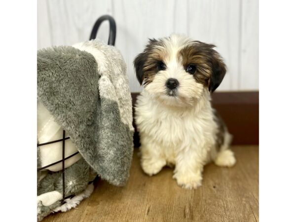 Yorkshire Terrier-DOG-Male-Black / Tan-1382-Petland Eastgate, Ohio