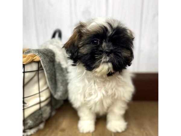 Shih Tzu DOG Female BROWN WHITE 1349 Petland Eastgate, Ohio