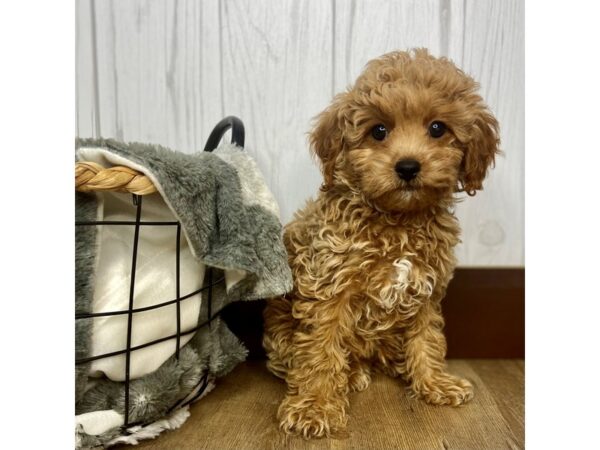 Cavachon Poo-DOG-Male-Apricot-1401-Petland Eastgate, Ohio