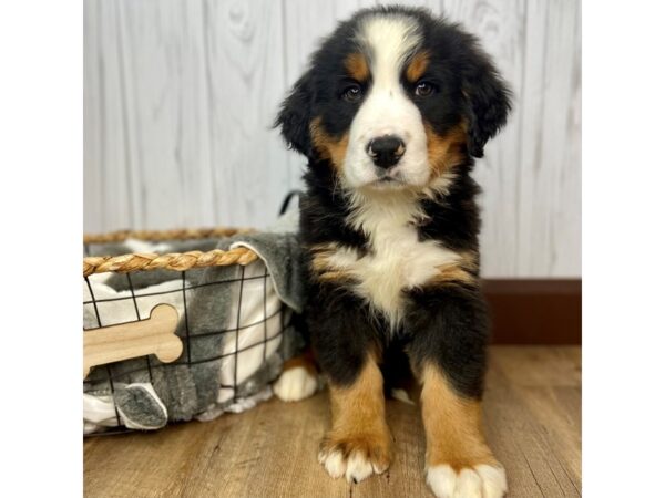 Bernese Mountain Dog DOG Male 1399 Petland Eastgate, Ohio