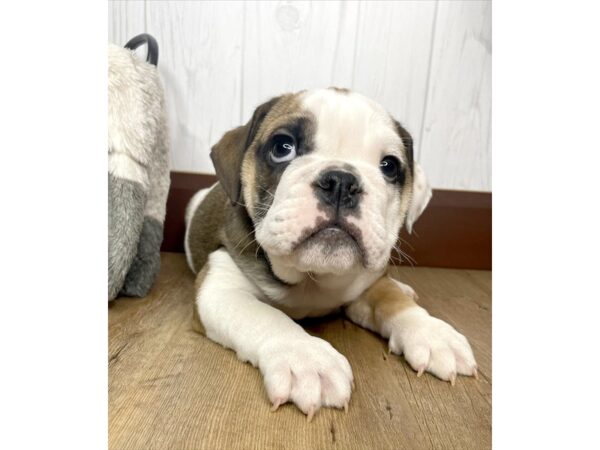 Bulldog DOG Male Fawn / White 1410 Petland Eastgate, Ohio