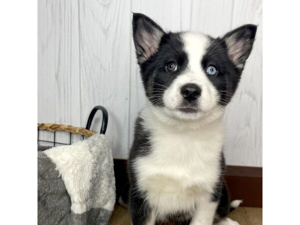 Pomsky DOG Female BLK WHITE 1406 Petland Eastgate, Ohio