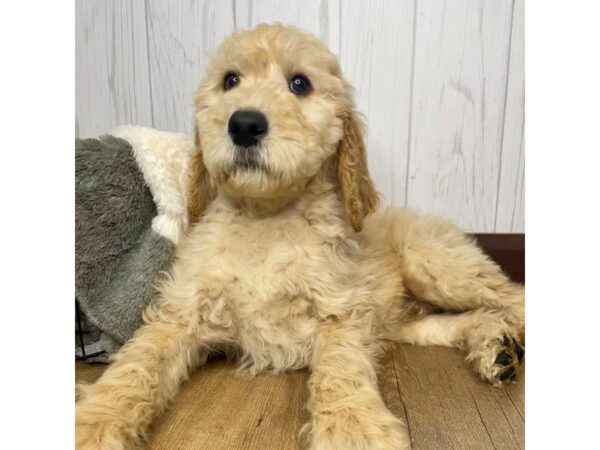 Goldendoodle DOG Male 1422 Petland Eastgate, Ohio