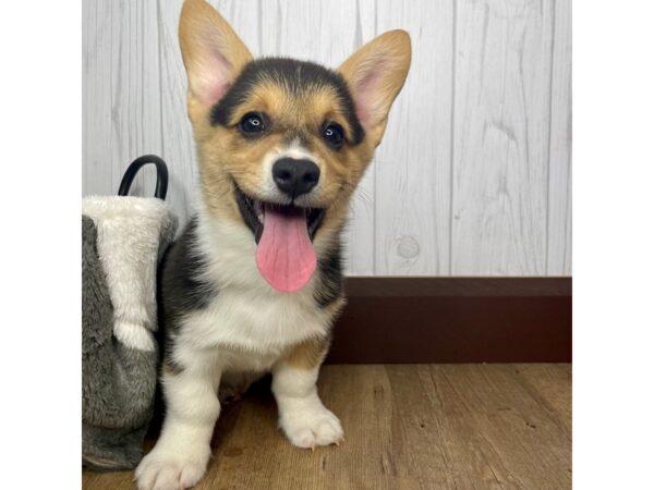 Pembroke Welsh Corgi DOG Male Black White / Tan 1417 Petland Eastgate, Ohio