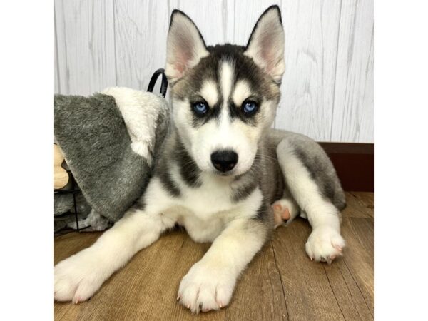 Siberian Husky DOG Female Gray / White 1429 Petland Eastgate, Ohio