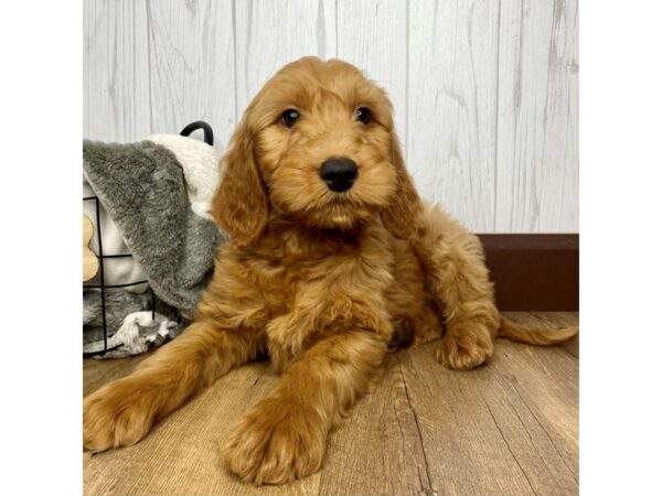 Goldendoodle DOG Male Red 1427 Petland Eastgate, Ohio