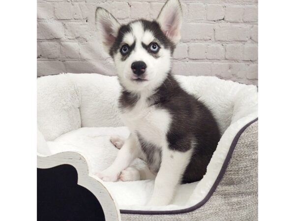 Siberian Husky DOG Female Black / White 1458 Petland Eastgate, Ohio