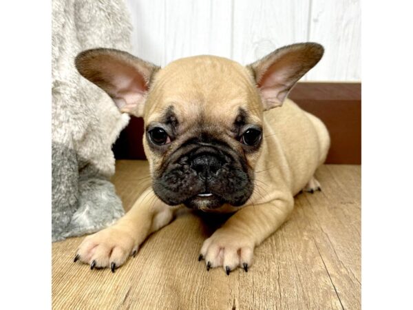 French Bulldog DOG Female Fawn 1433 Petland Eastgate, Ohio