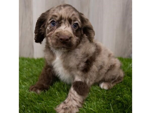 Cocker Spaniel DOG Female Brown 1446 Petland Eastgate, Ohio