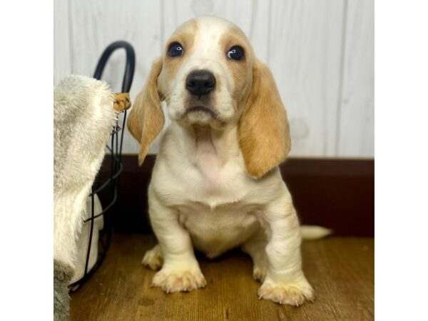 Basset Hound DOG Male Lemon / White 1444 Petland Eastgate, Ohio