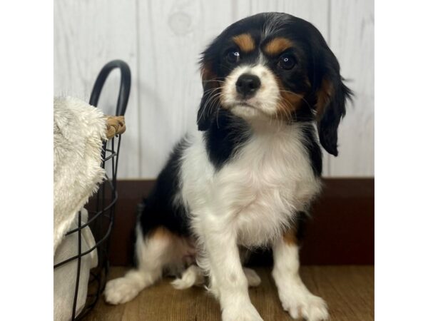 Cavalier King Charles Spaniel DOG Female Black Tan / White 1448 Petland Eastgate, Ohio