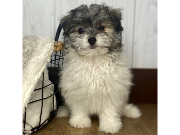 Havanese/Pomeranian DOG Female Brindle / White 1453 Petland Eastgate, Ohio