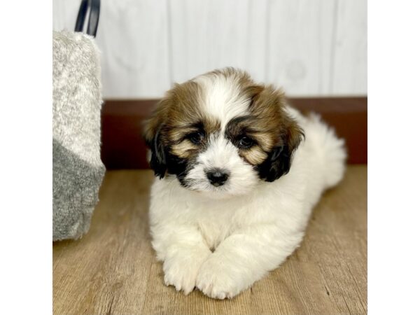 Teddy Bear DOG Female BRN WH 1479 Petland Eastgate, Ohio