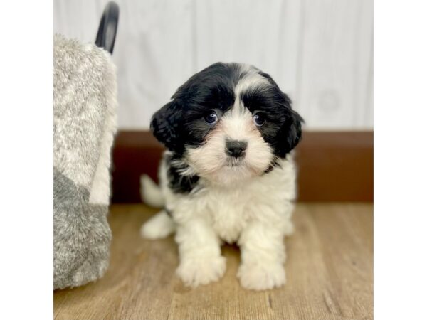 Teddy Bear DOG Male BROWN WHITE 1477 Petland Eastgate, Ohio