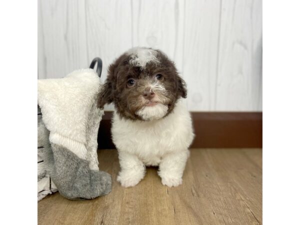 Havanese DOG Male BROWN WH 1474 Petland Eastgate, Ohio