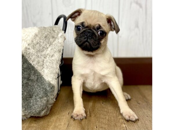 Pug DOG Female Fawn 1483 Petland Eastgate, Ohio