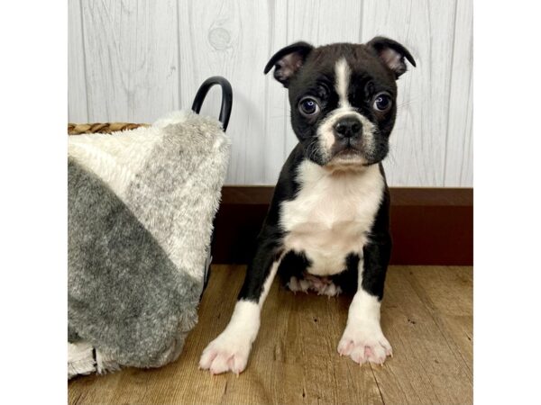 Boston Terrier DOG Male Black / White 1482 Petland Eastgate, Ohio