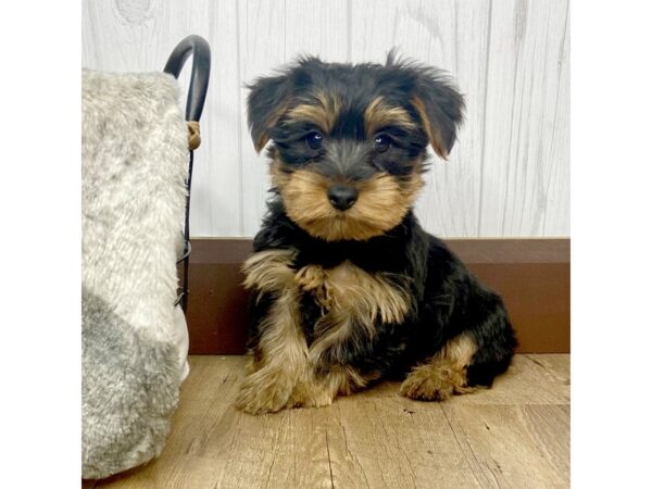 Yorkshire Terrier DOG Male BLACK TAN 1488 Petland Eastgate, Ohio