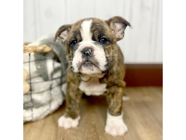 Bulldog DOG Female Brindle 1489 Petland Eastgate, Ohio