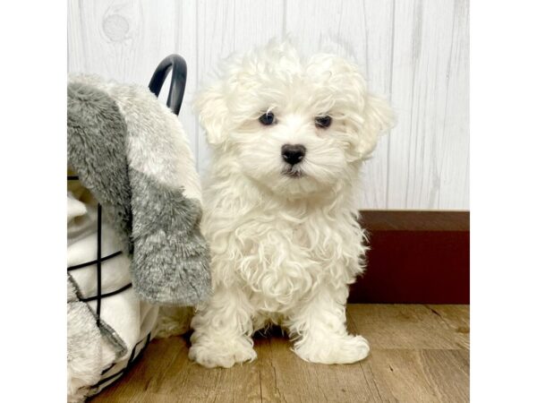 Maltese DOG Male White 1492 Petland Eastgate, Ohio