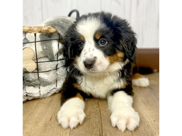 Bernese Mountain Dog DOG Female Black White / Tan 1493 Petland Eastgate, Ohio