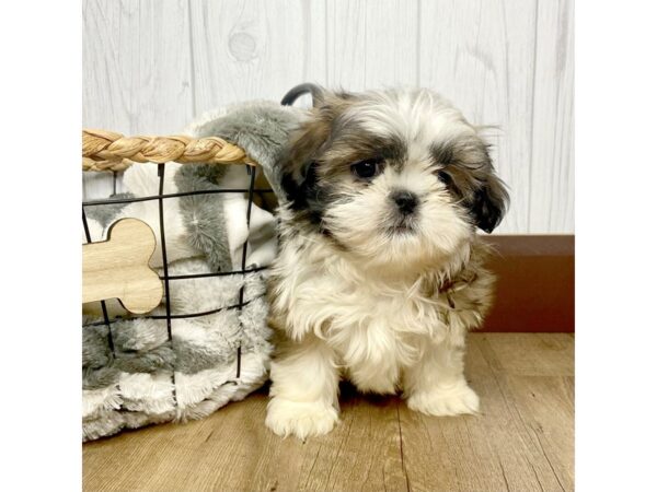 Shih Tzu DOG Female Gold / White 1495 Petland Eastgate, Ohio