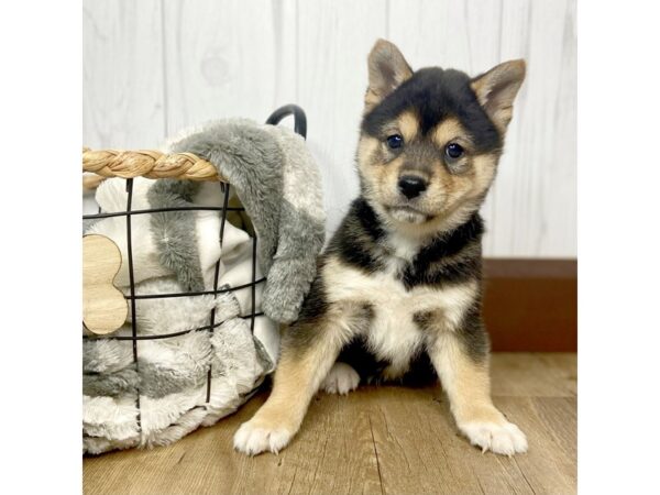 Shiba Inu DOG Male Black / Tan 1496 Petland Eastgate, Ohio