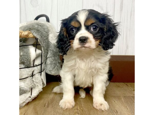 Cavalier King Charles Spaniel DOG Male 1498 Petland Eastgate, Ohio