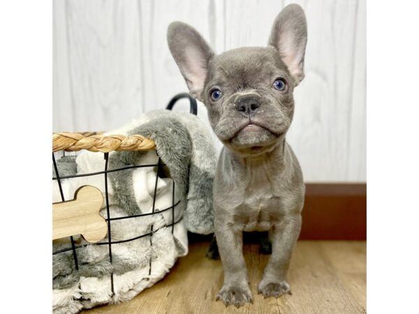 French Bulldog DOG Male BLUE 1500 Petland Eastgate, Ohio