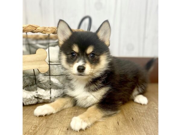 Pomsky DOG Female Black / Tan 1504 Petland Eastgate, Ohio