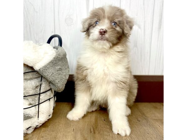 Miniature Aussiedoodle-DOG-Male-Red Merle-1512-Petland Eastgate, Ohio