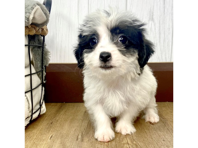 Maltipoo Puppy BLK WHITE ID:1521 Located at Petland Eastgate, Ohio