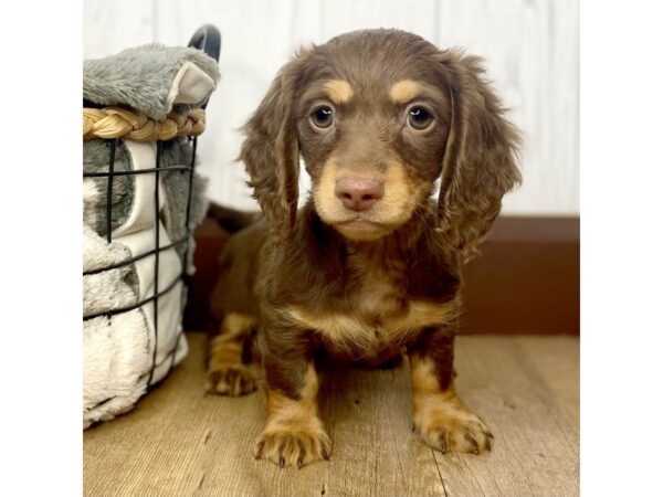 Dachshund DOG Male Chocolate / Tan 1526 Petland Eastgate, Ohio