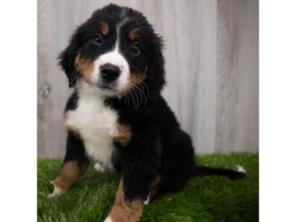 Bernese Mountain Dog DOG Female Black White / Tan 1549 Petland Eastgate, Ohio