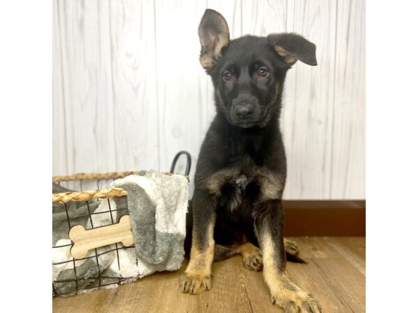 German Shepherd Dog DOG Female Black / Tan 1541 Petland Eastgate, Ohio