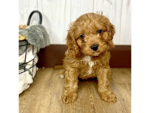 Cavapoo DOG Male Red 1539 Petland Eastgate, Ohio