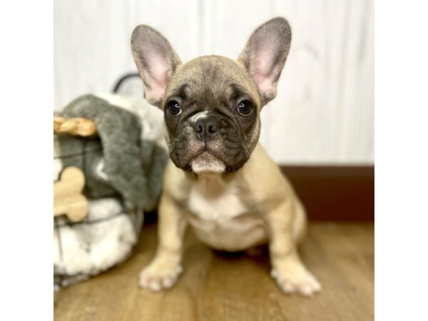 French Bulldog DOG Female Fawn 1532 Petland Eastgate, Ohio