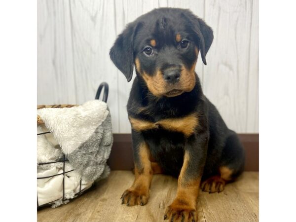 Rottweiler DOG Female Black & Tan 1569 Petland Eastgate, Ohio